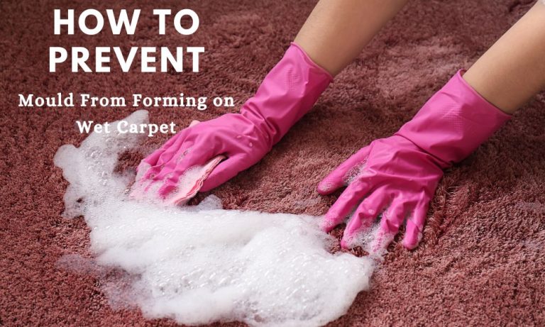 How To Prevent Mould From Forming on Wet Carpet